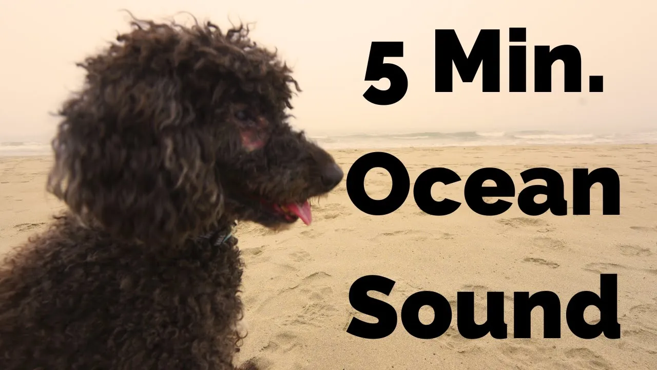 5 Minutes of Oregon Fall Ocean Sounds 